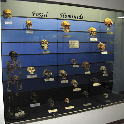 evolution of man described using fossil hominids