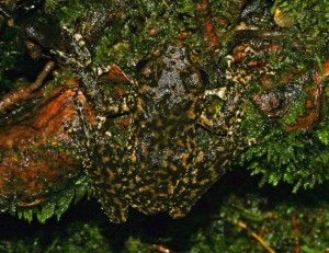 Camouflage meaning - Spinfold