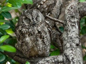 Camouflage meaning - Spinfold